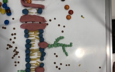 Modeling Cell Membranes