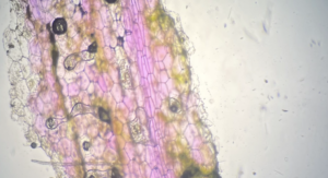 Grade 10 Science- The Art of Microscopy